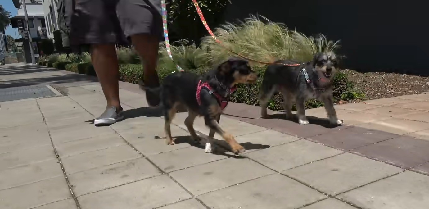 guy walking two dogs on leashes