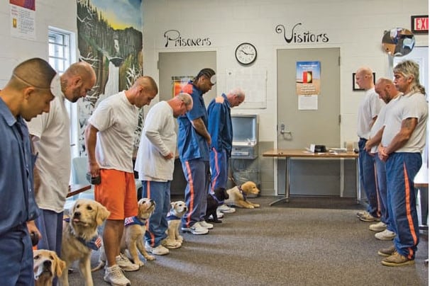 Guys and dogs standing in a stragiht line