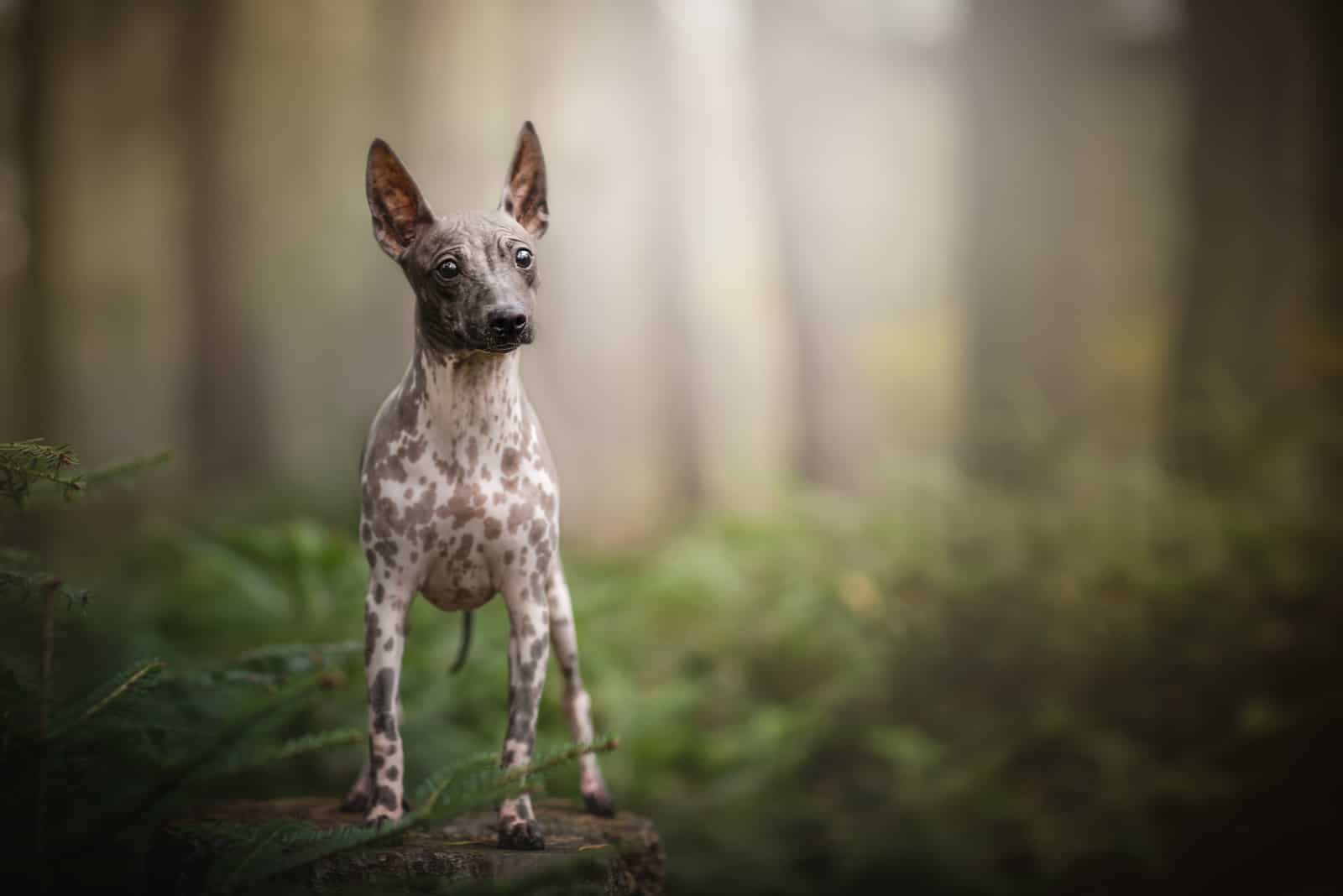 Hairless Dog Breeds: Are They Completely Extinct?