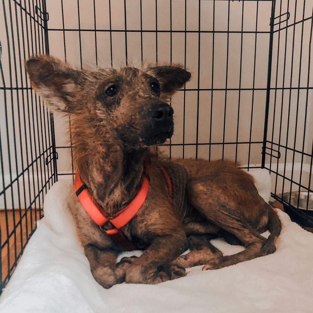 hairless dog in cage