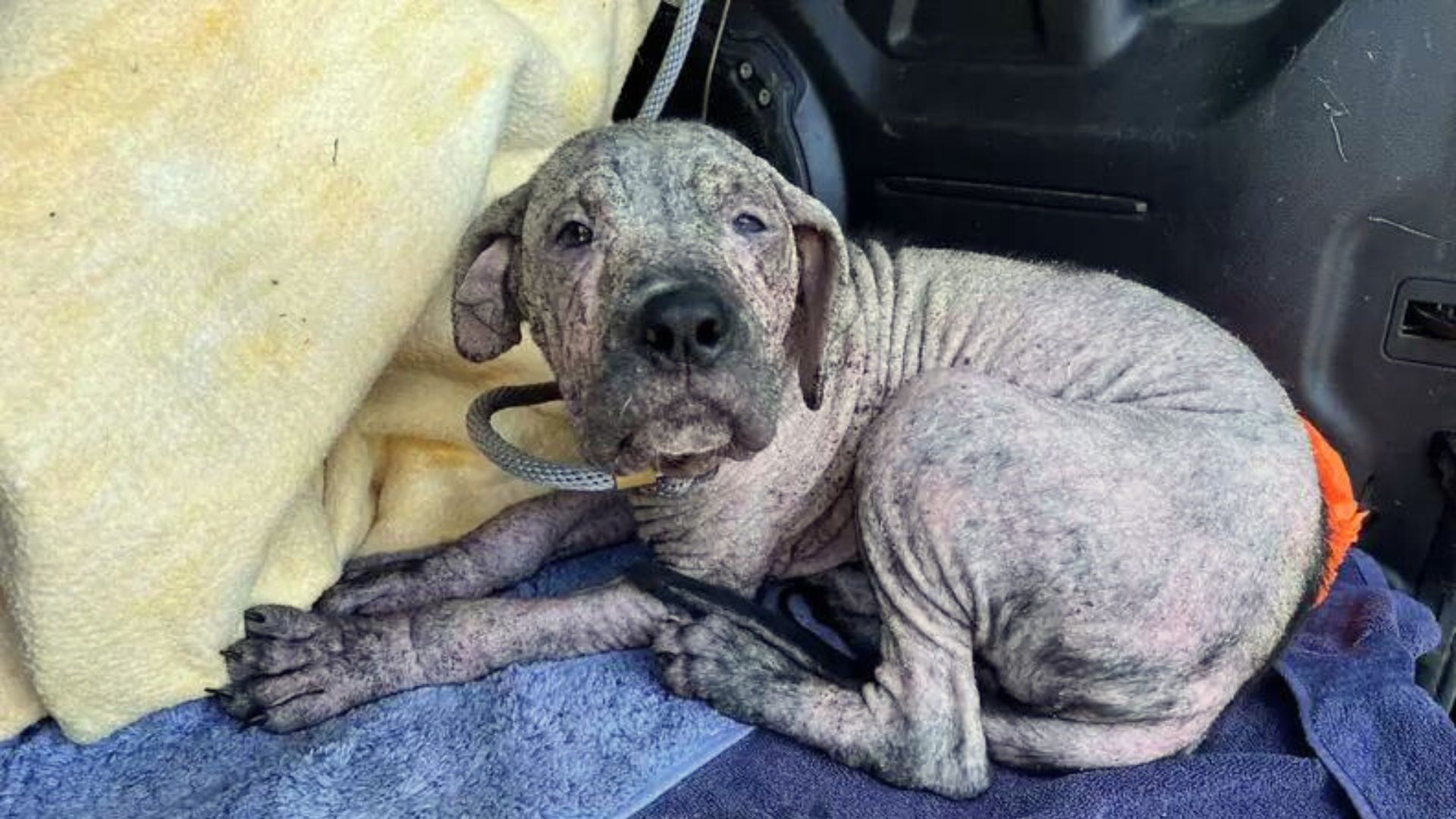 Dog With No Fur Embarks On A Transformative Journey And Becomes A The Sweetest Fluff