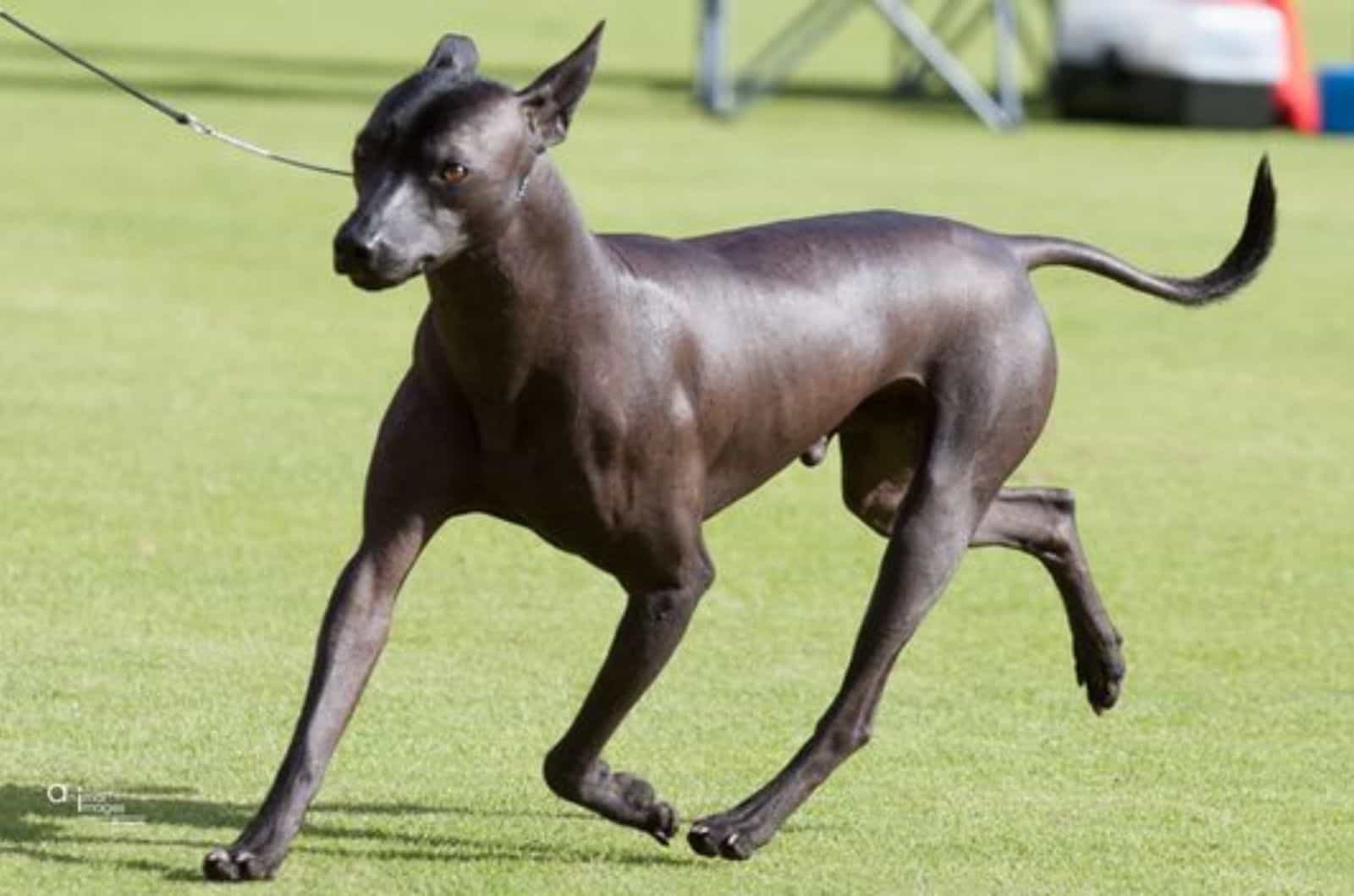 hairless zoloitzcuintli running