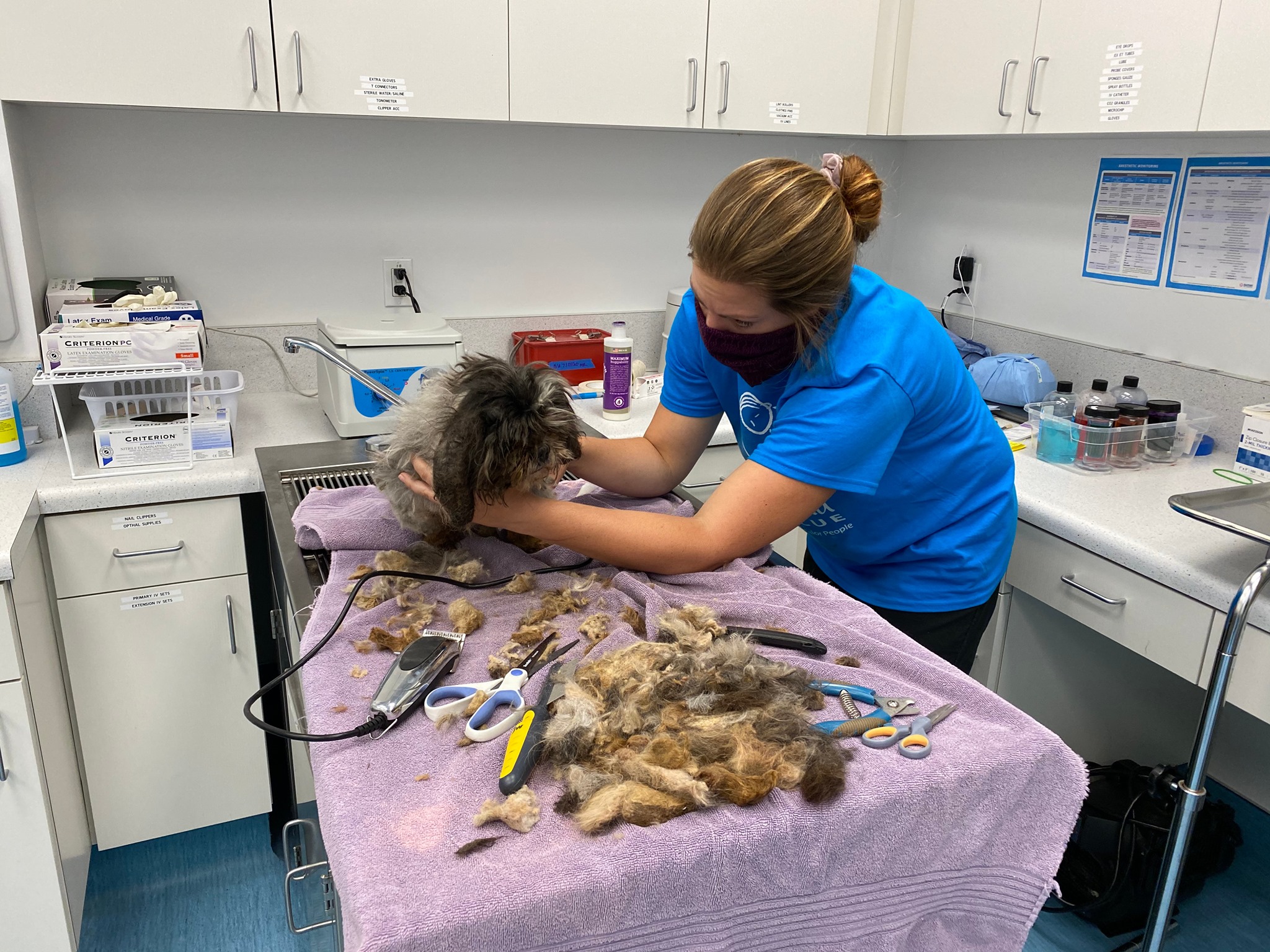 hairy dog gets shaved