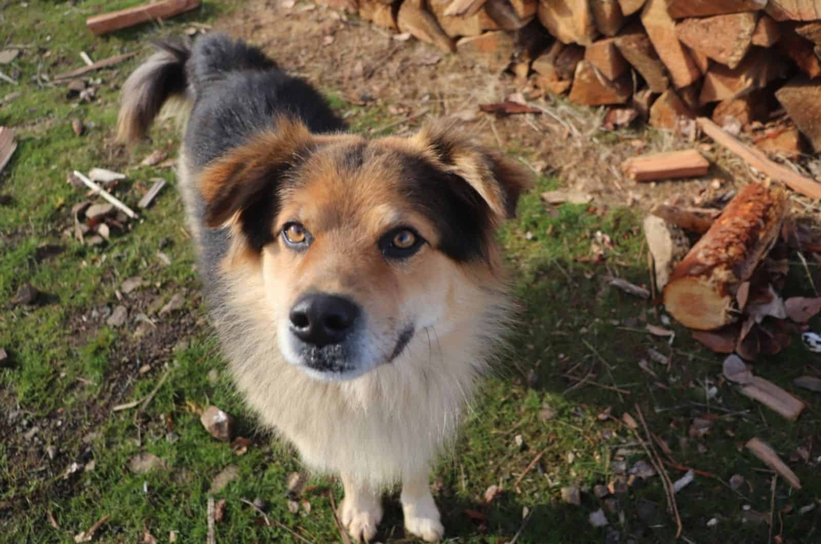 half german shepherd half coyote dog with floppy ears