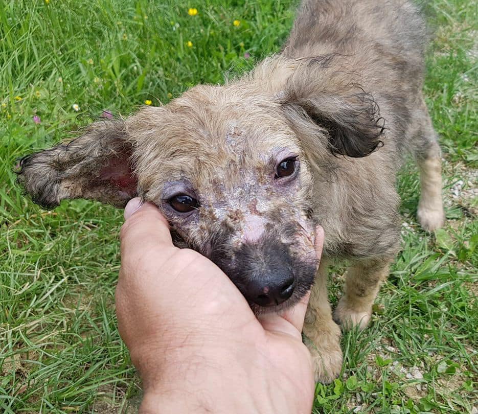 hand holding dog's head