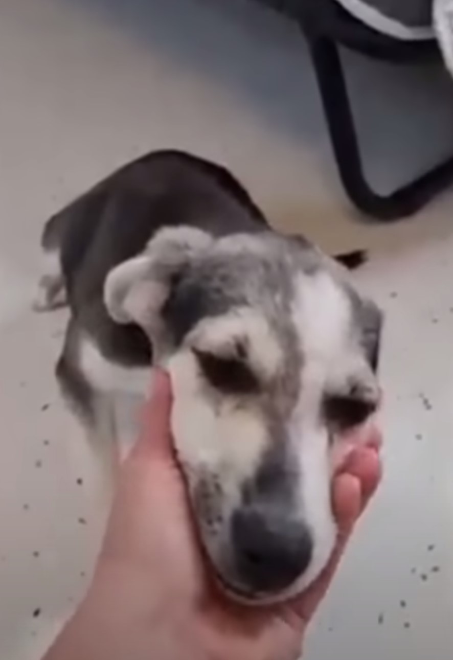 hand holding dog's head