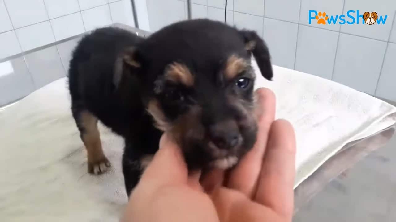 hand holding puppy