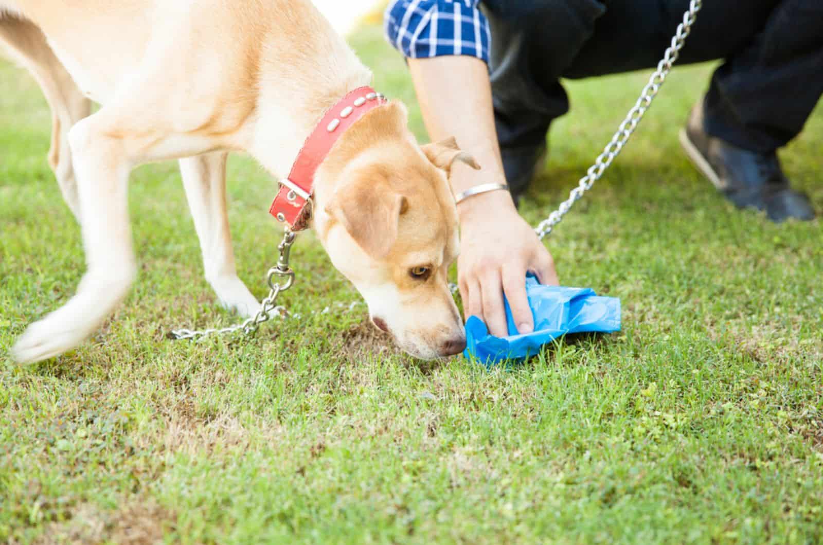 hand of a man picking up some dog poop  with a bag while his dog sniffs it