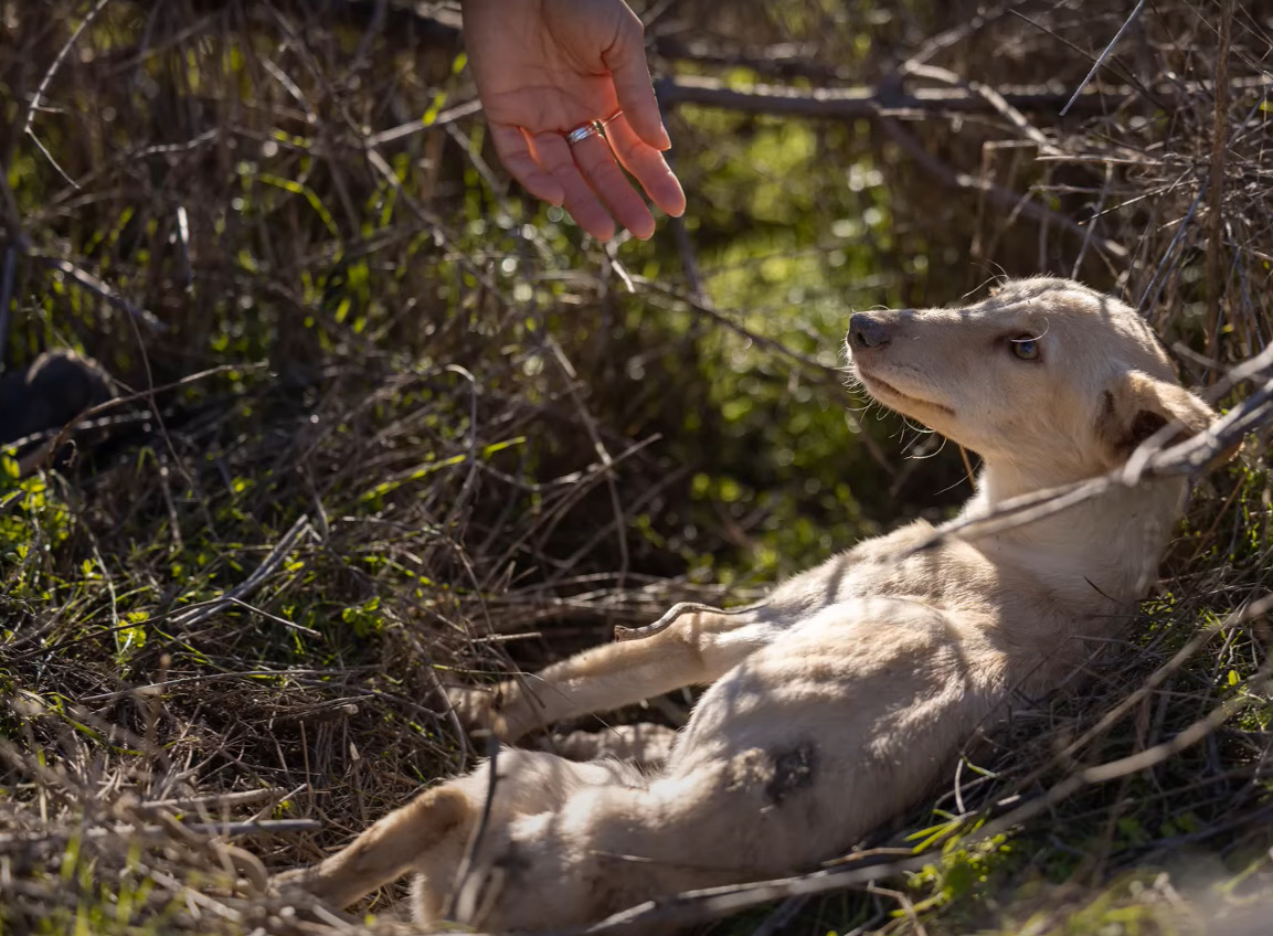 hand reaching out to dog