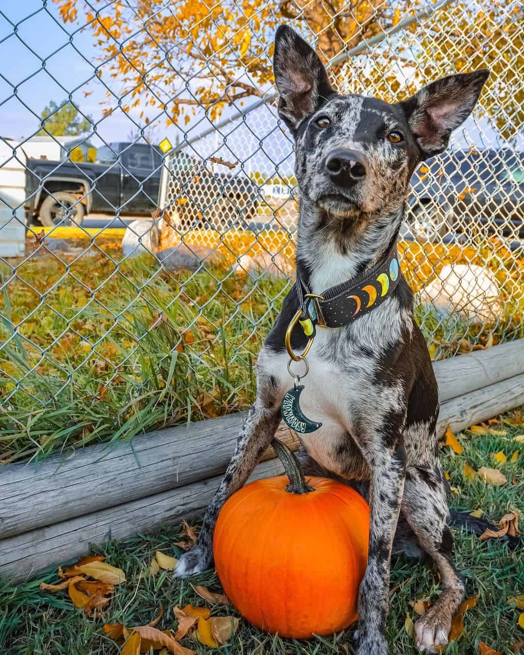 hanging dog playing outside