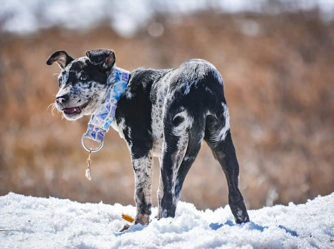 hanging dog standing in snow