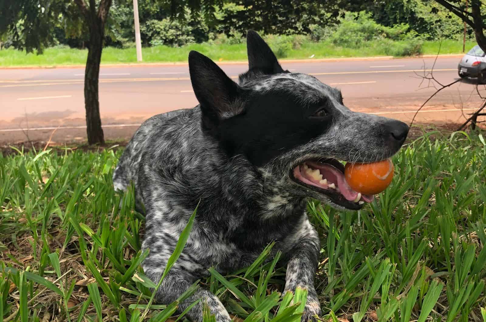 Hanging Tree Dog playing outside