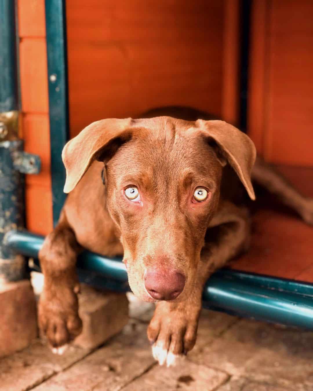 Hanging Tree Dog posing for camera