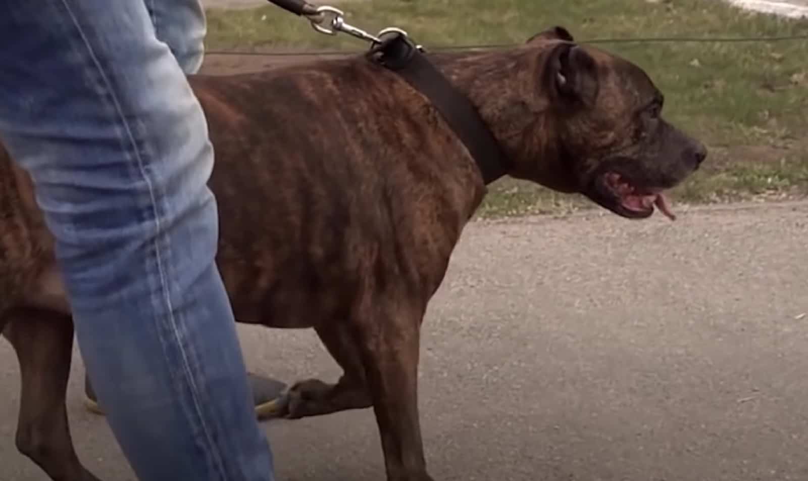 happy AJ on a walk with new owners