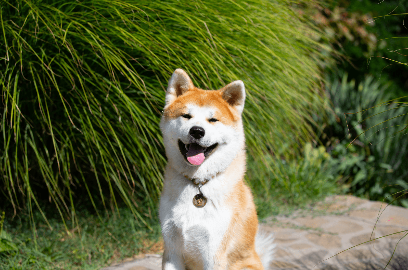 happy Akita