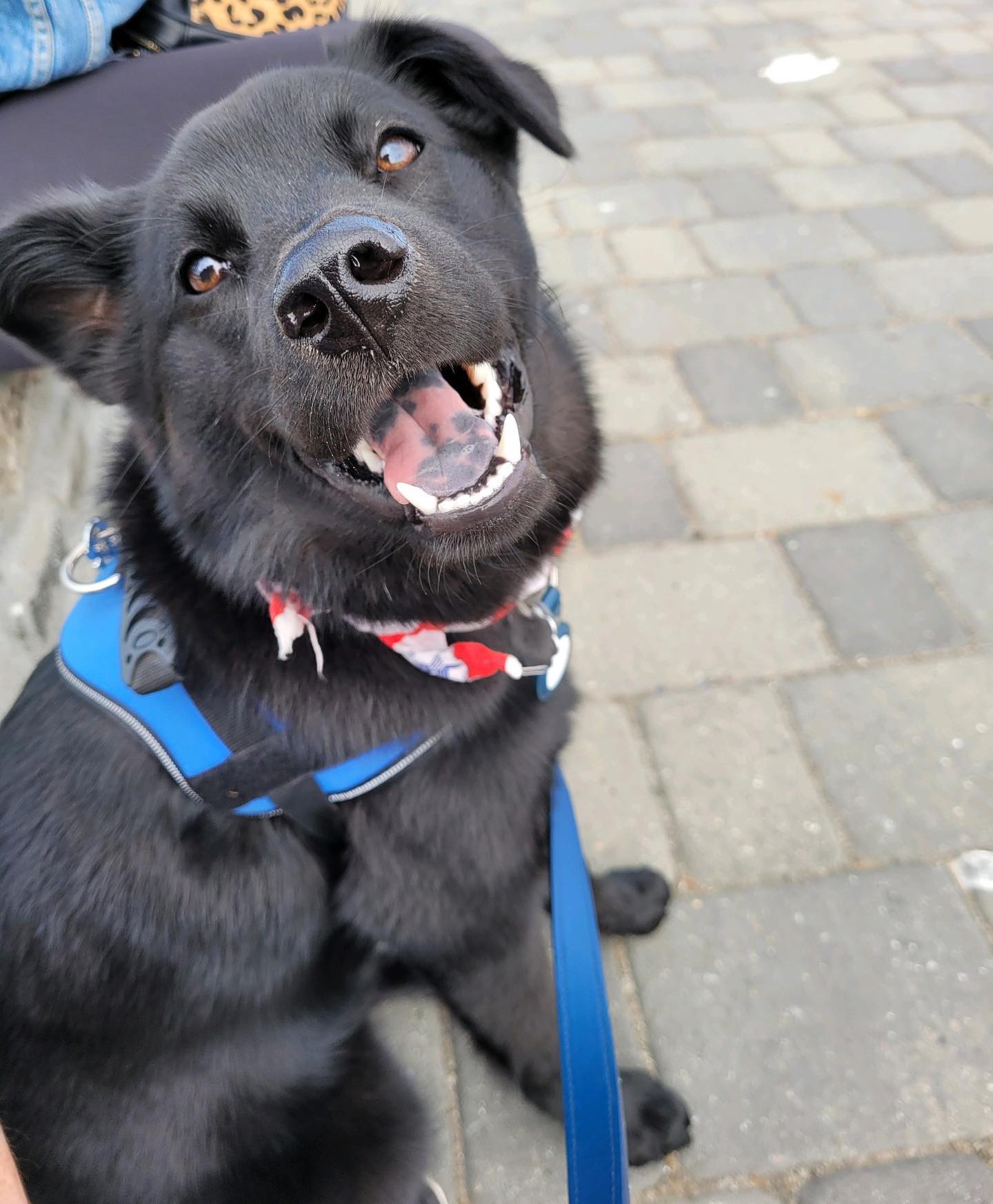 happy black dog