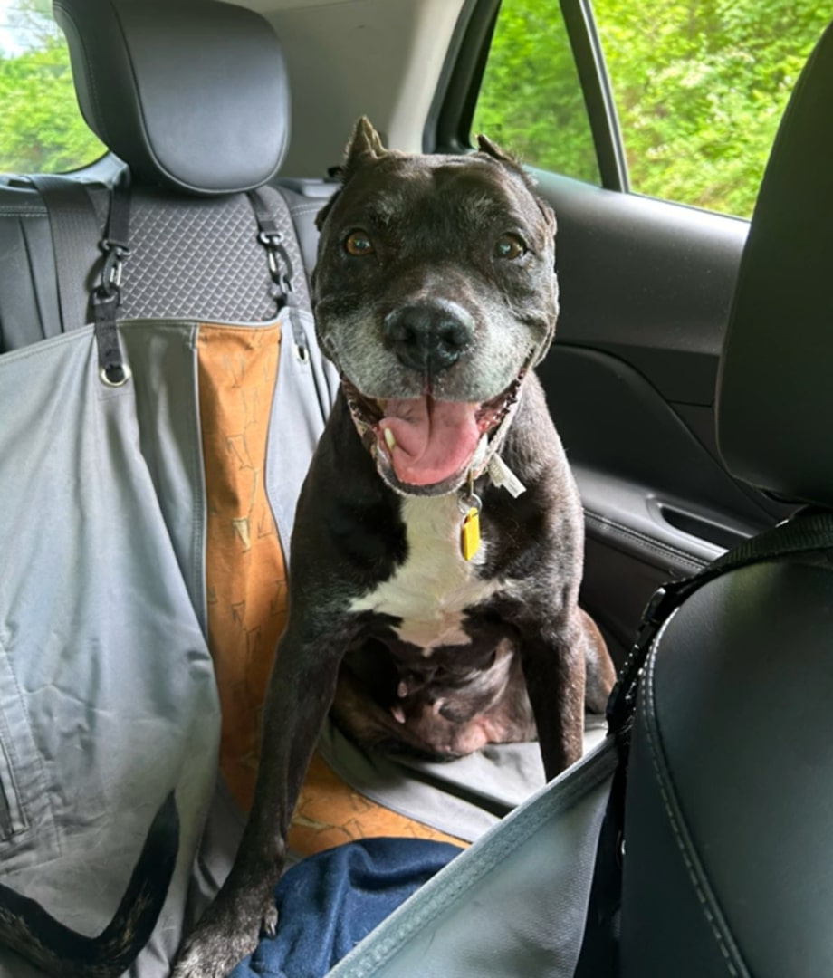 happy black dog sitting in the car