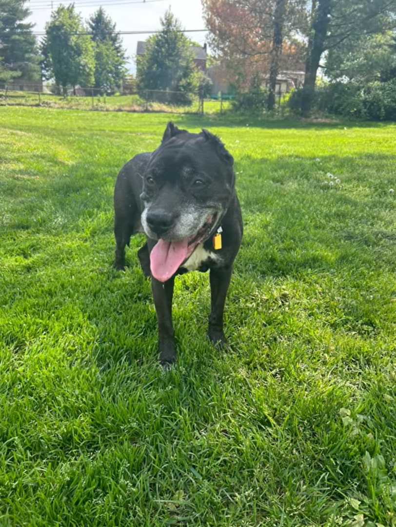 happy black dog standing