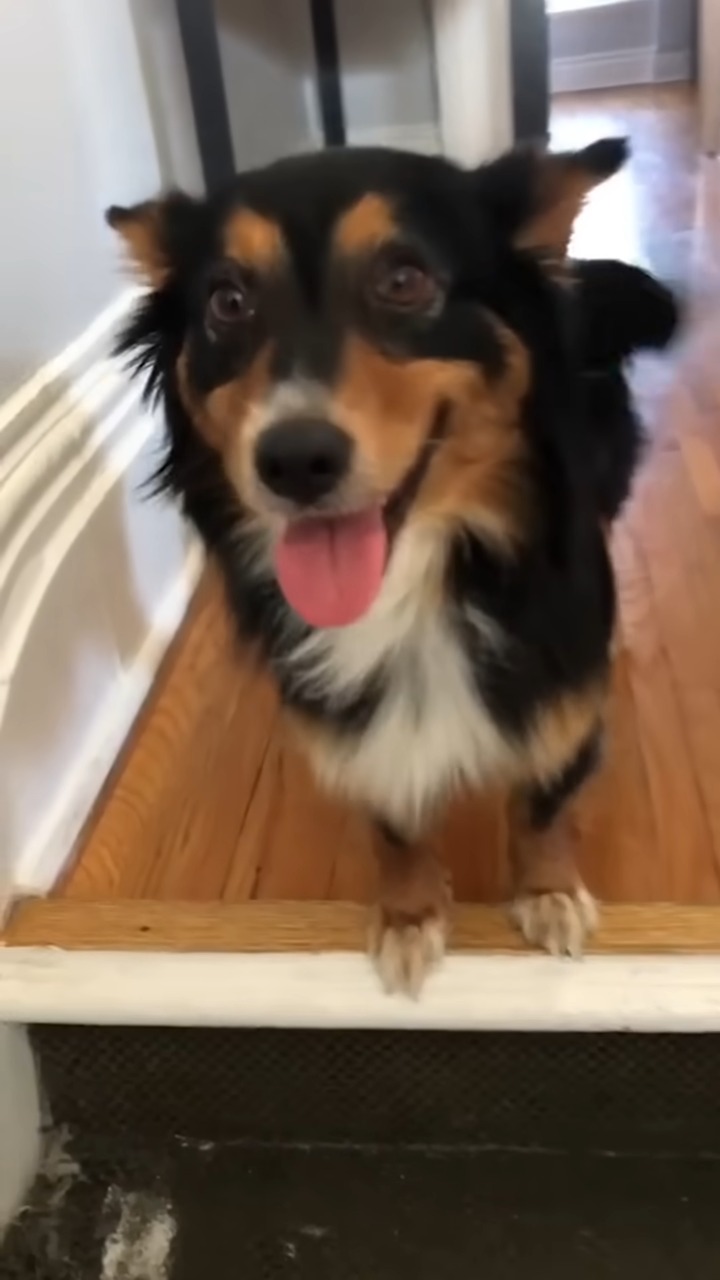 happy black dog standing in the house