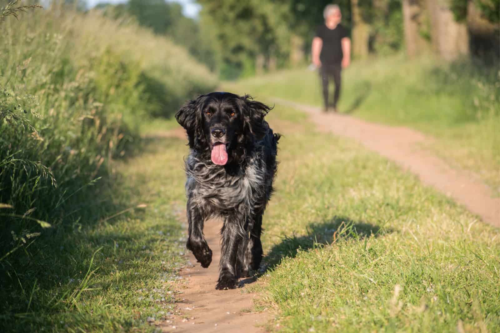 Happy black hunting dog walking towards the camera