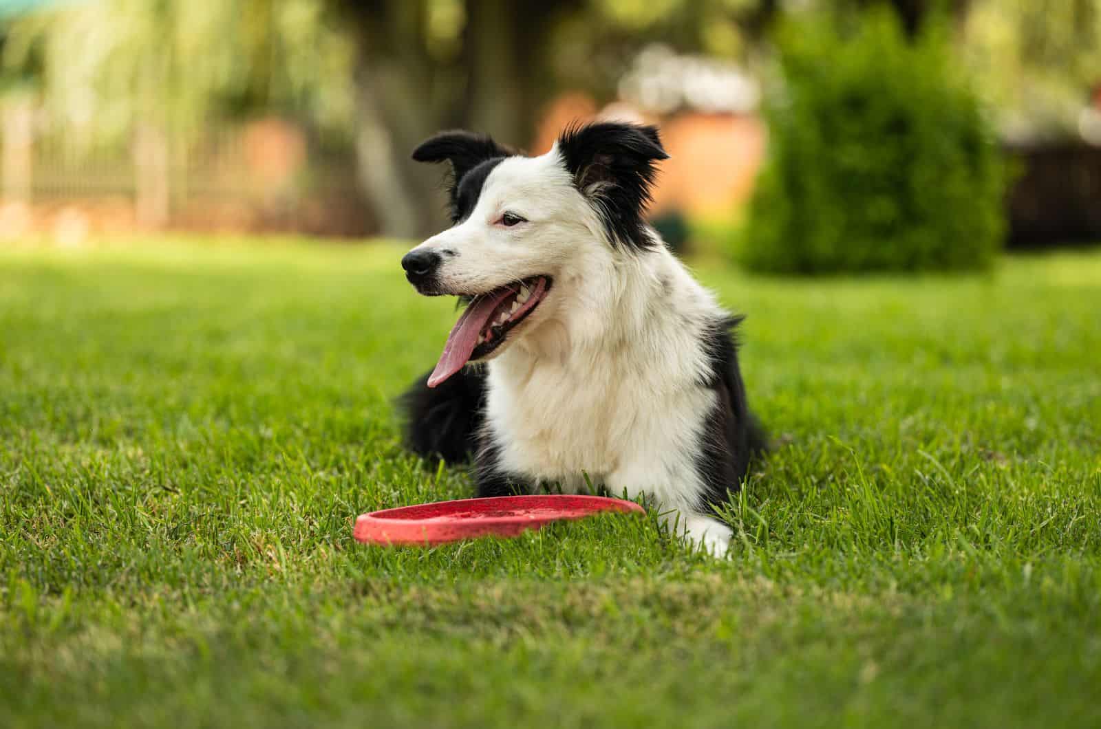 happy Border Collie sitting on grass