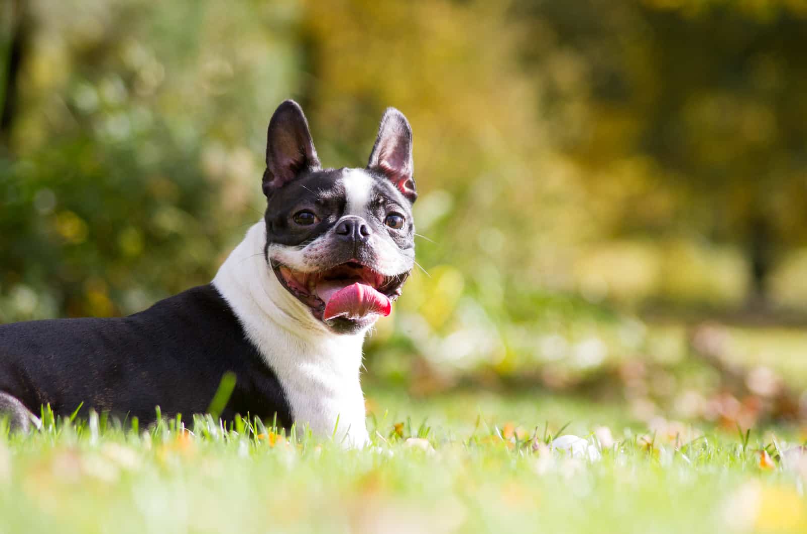 happy Boston Terrier sitting outside