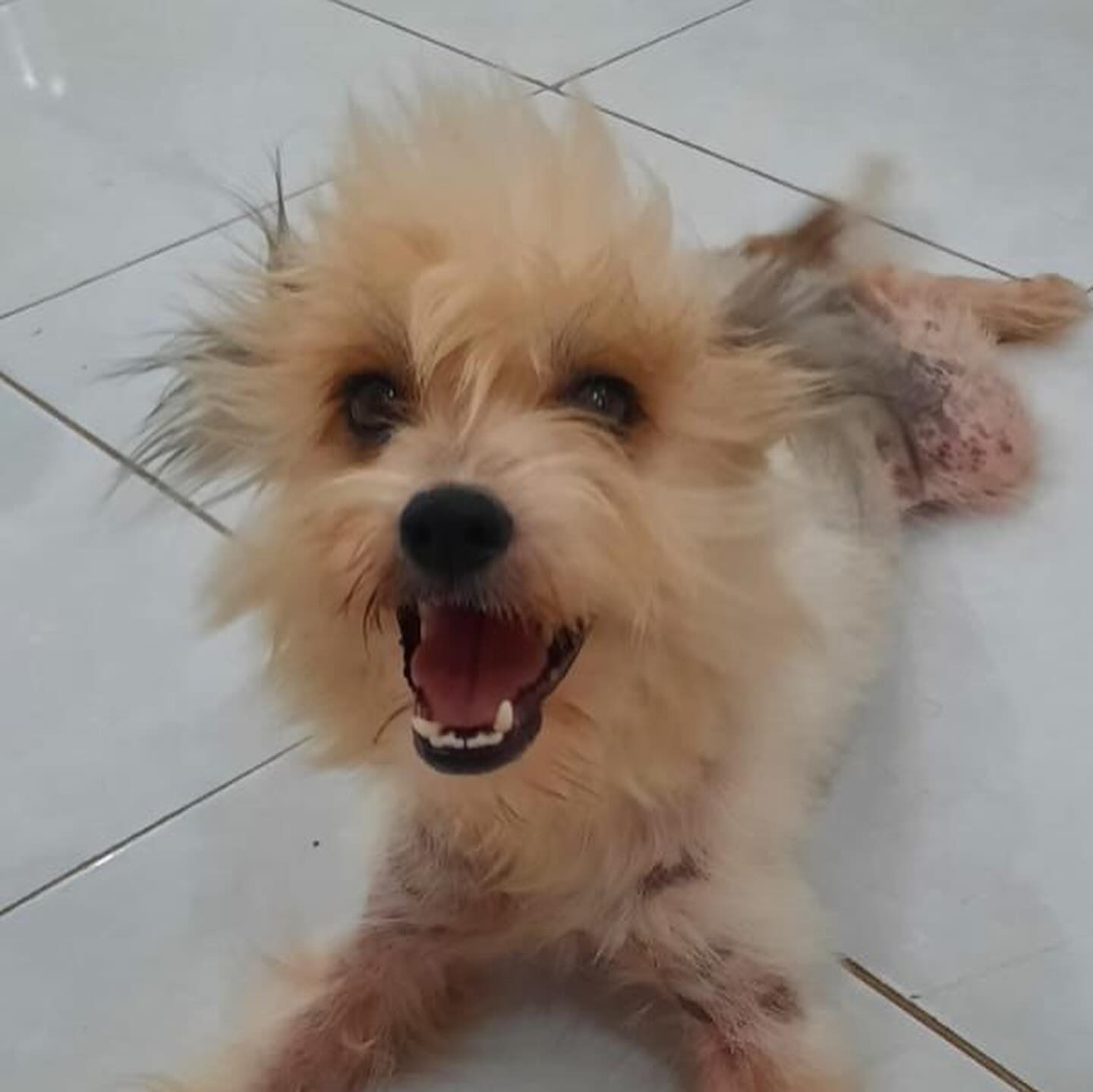 happy brown dog