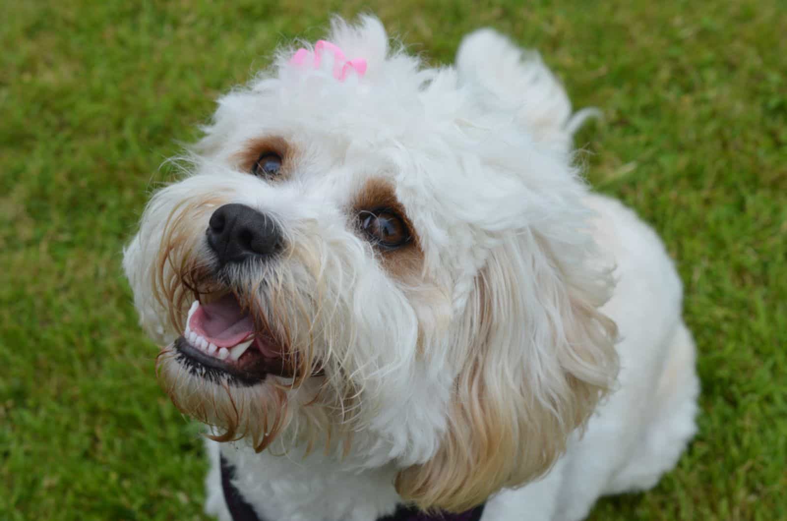 Happy Cavachon Dog Playing