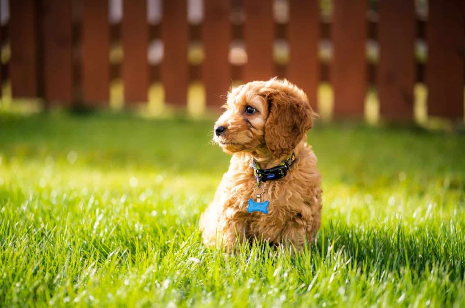 happy cockapoo puppy