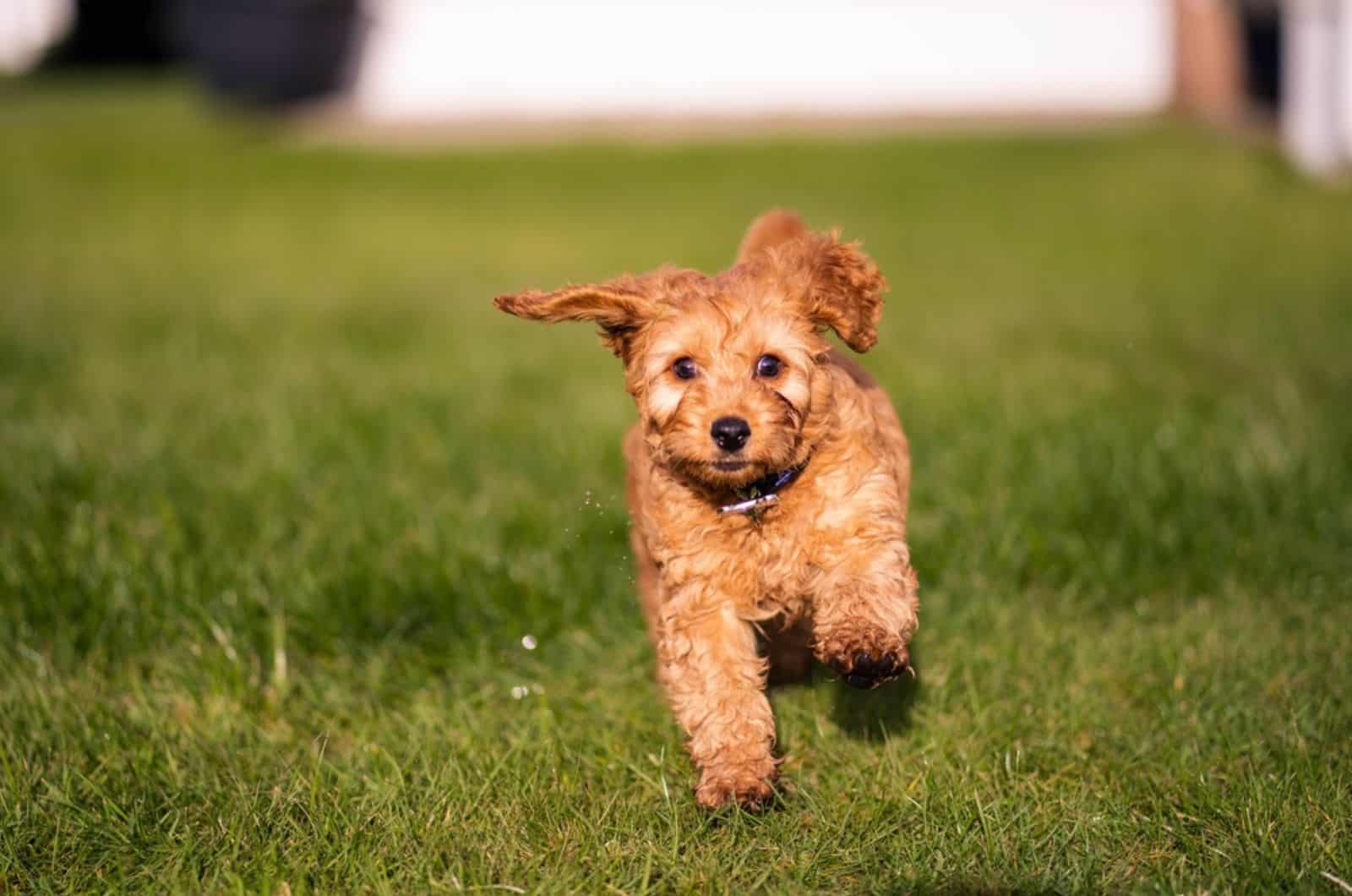 happy cockapoo running