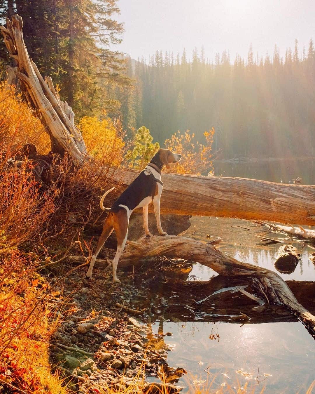 happy Coonhound Lab Mix in nature