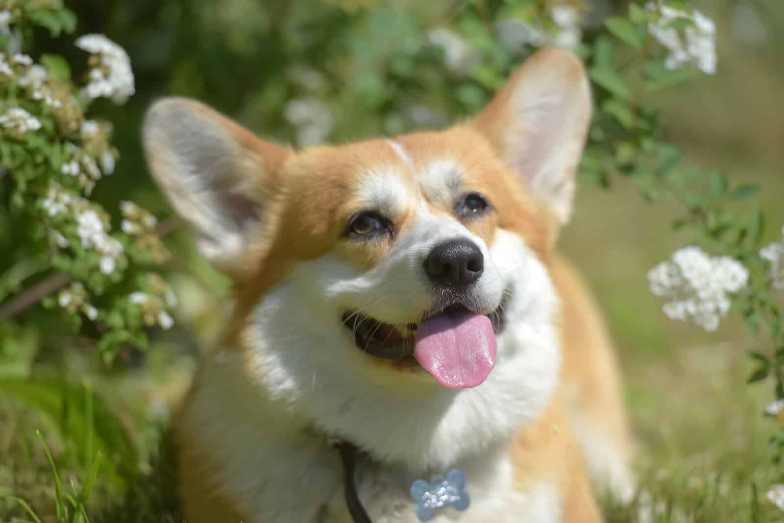 Happy corgi dog sitting in dandelions in the grass