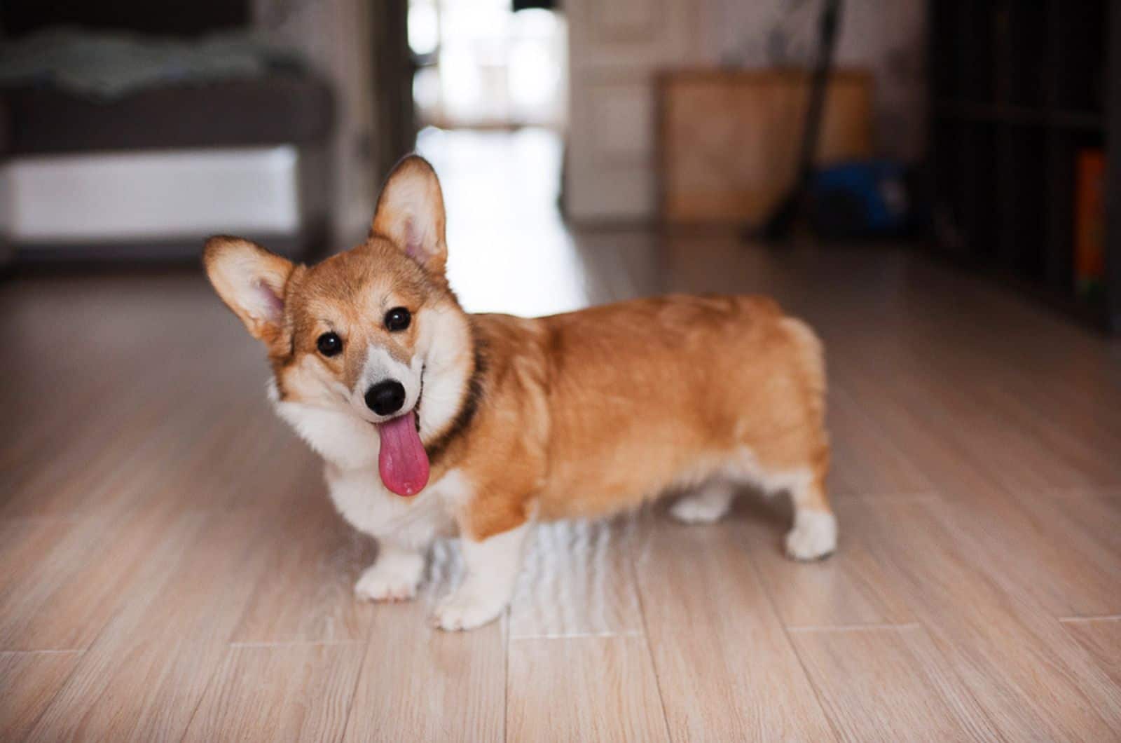 happy corgi dog with his tongue out