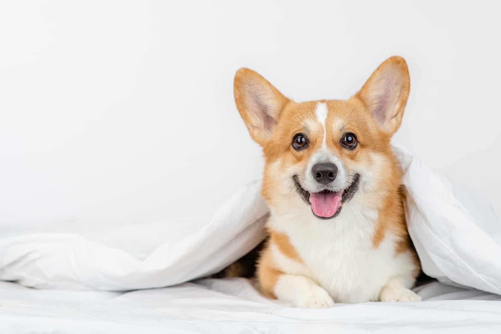 happy corgi sitting on bed