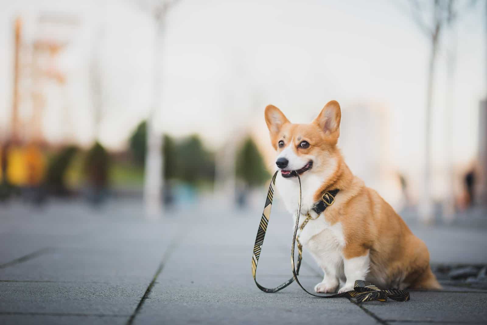 happy corgi sitting outside