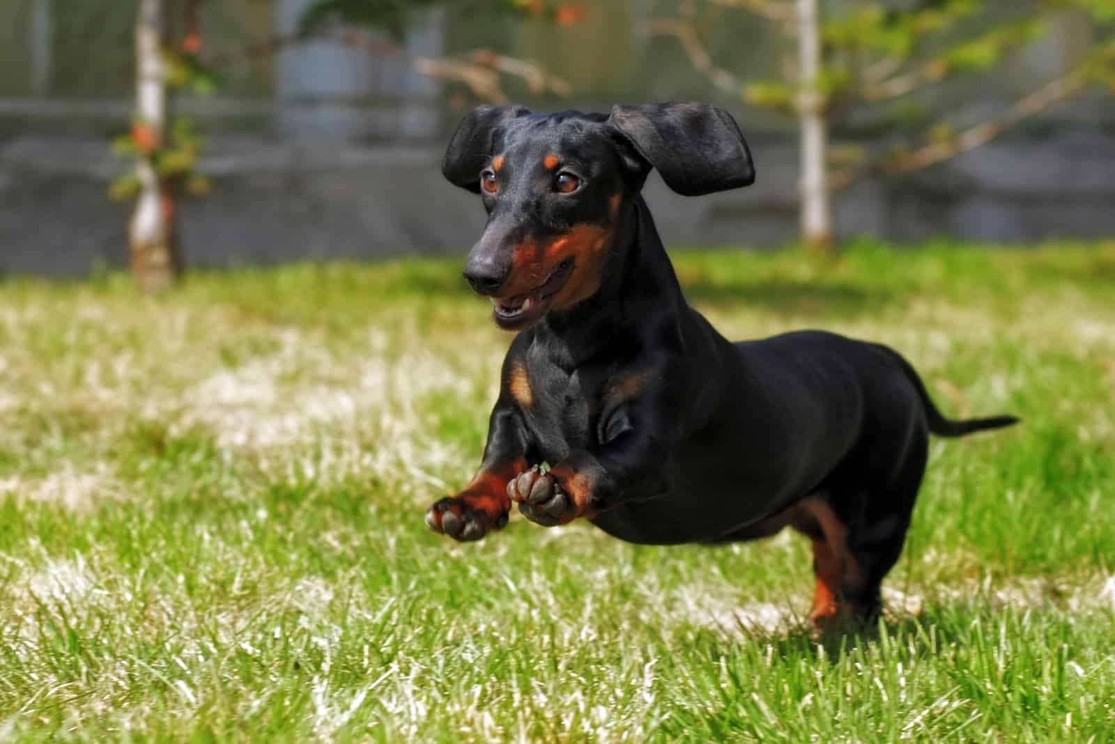 happy Dachshund playing in the back yard