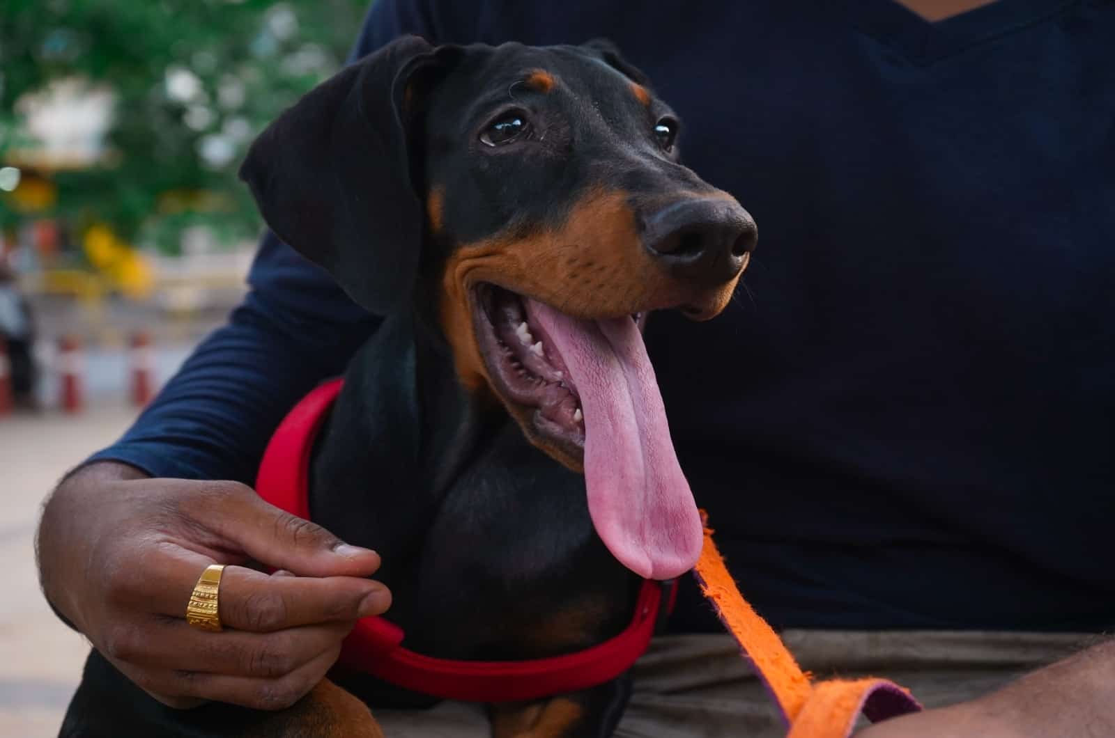 happy Doberman standing by owner