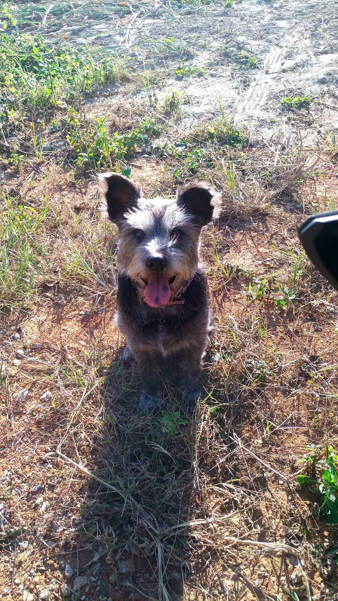 happy dog sitting on the ground