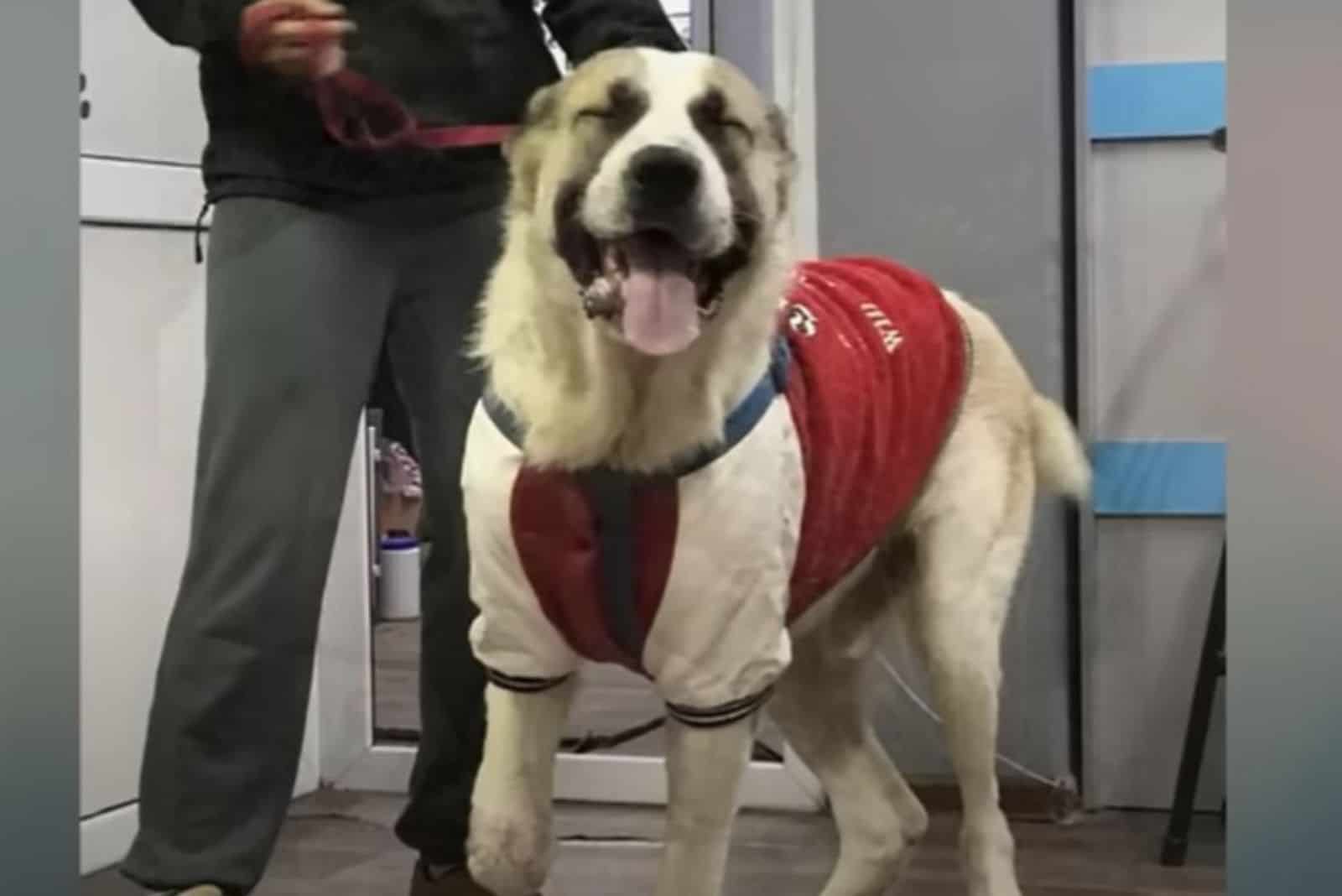 happy dog on a leash