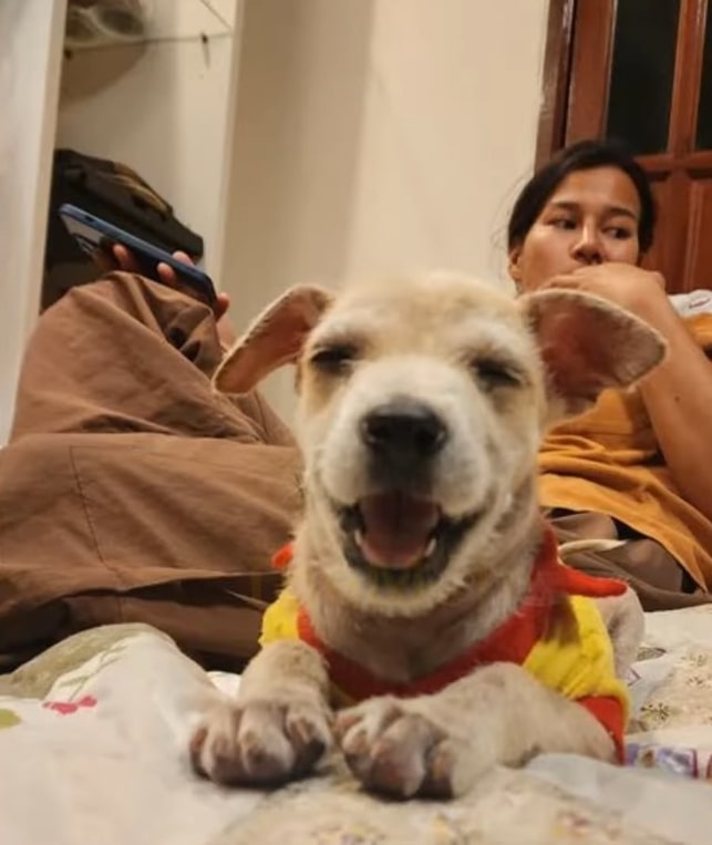 happy dog and woman behind