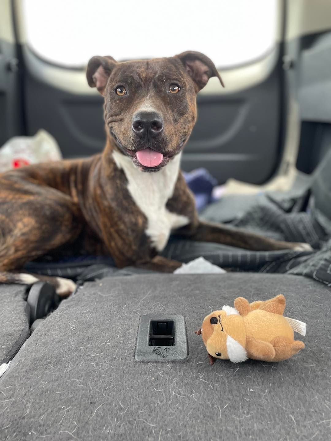 Happy dog in a car