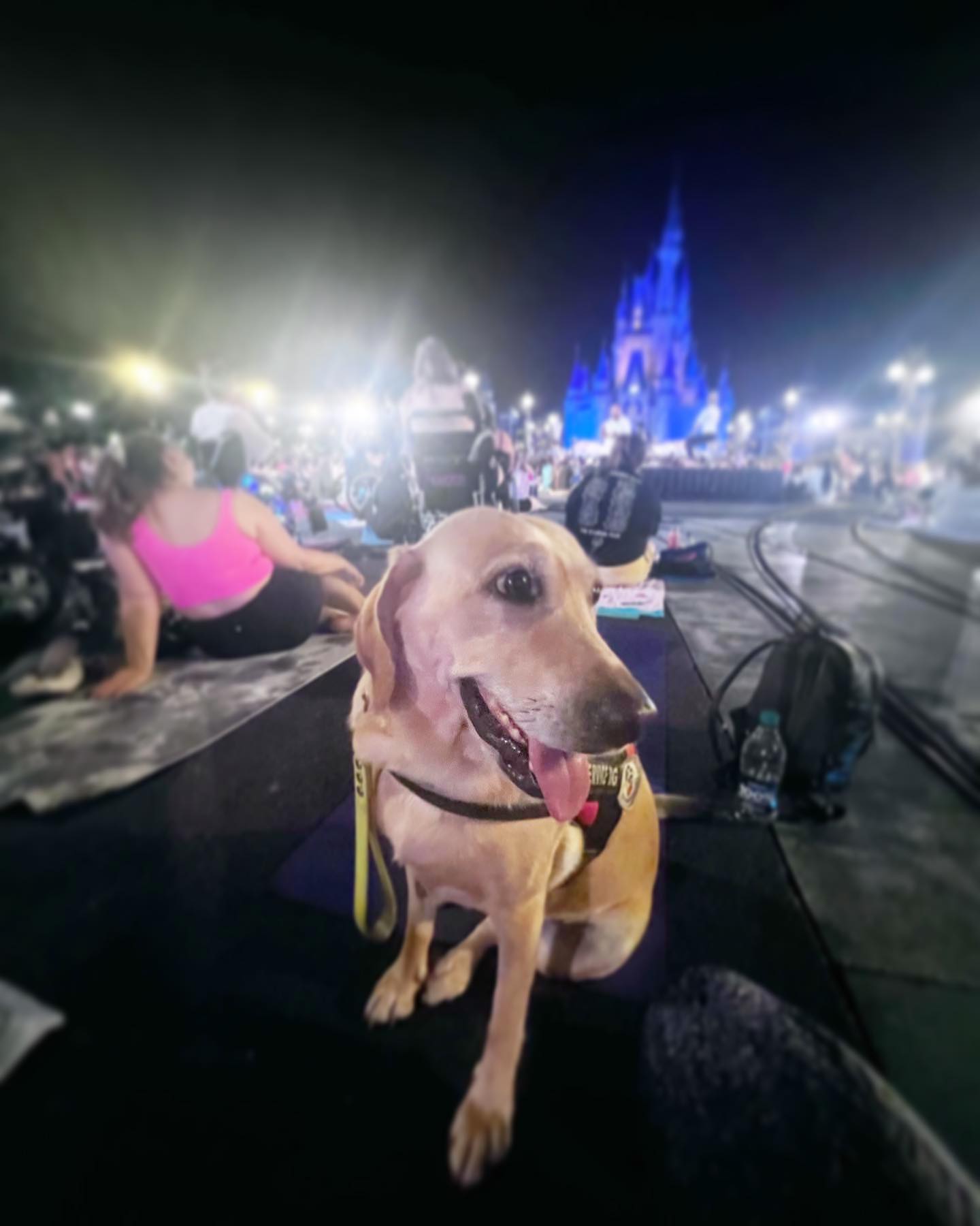 happy dog in disneyland