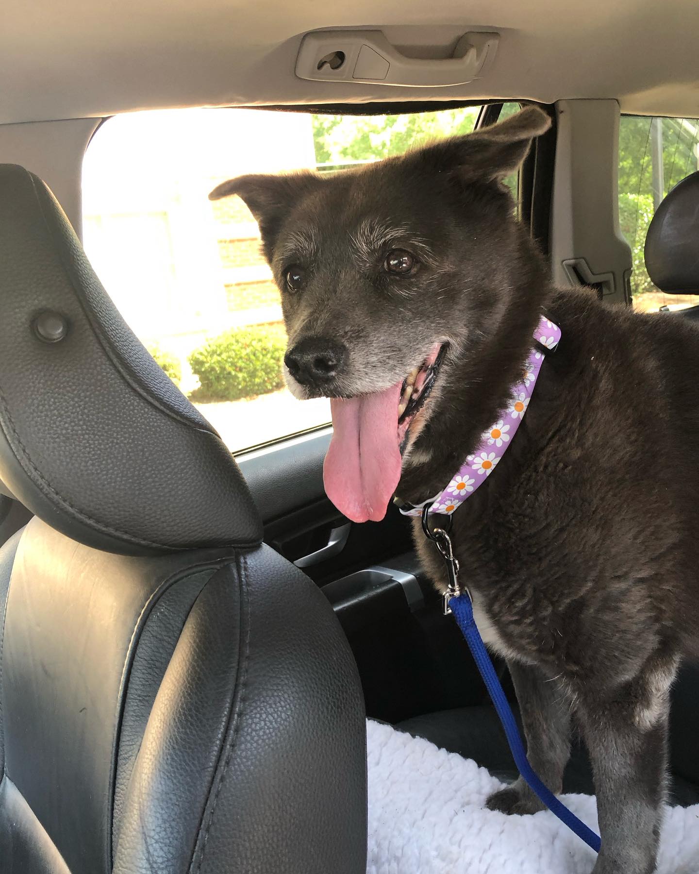 happy dog in the car