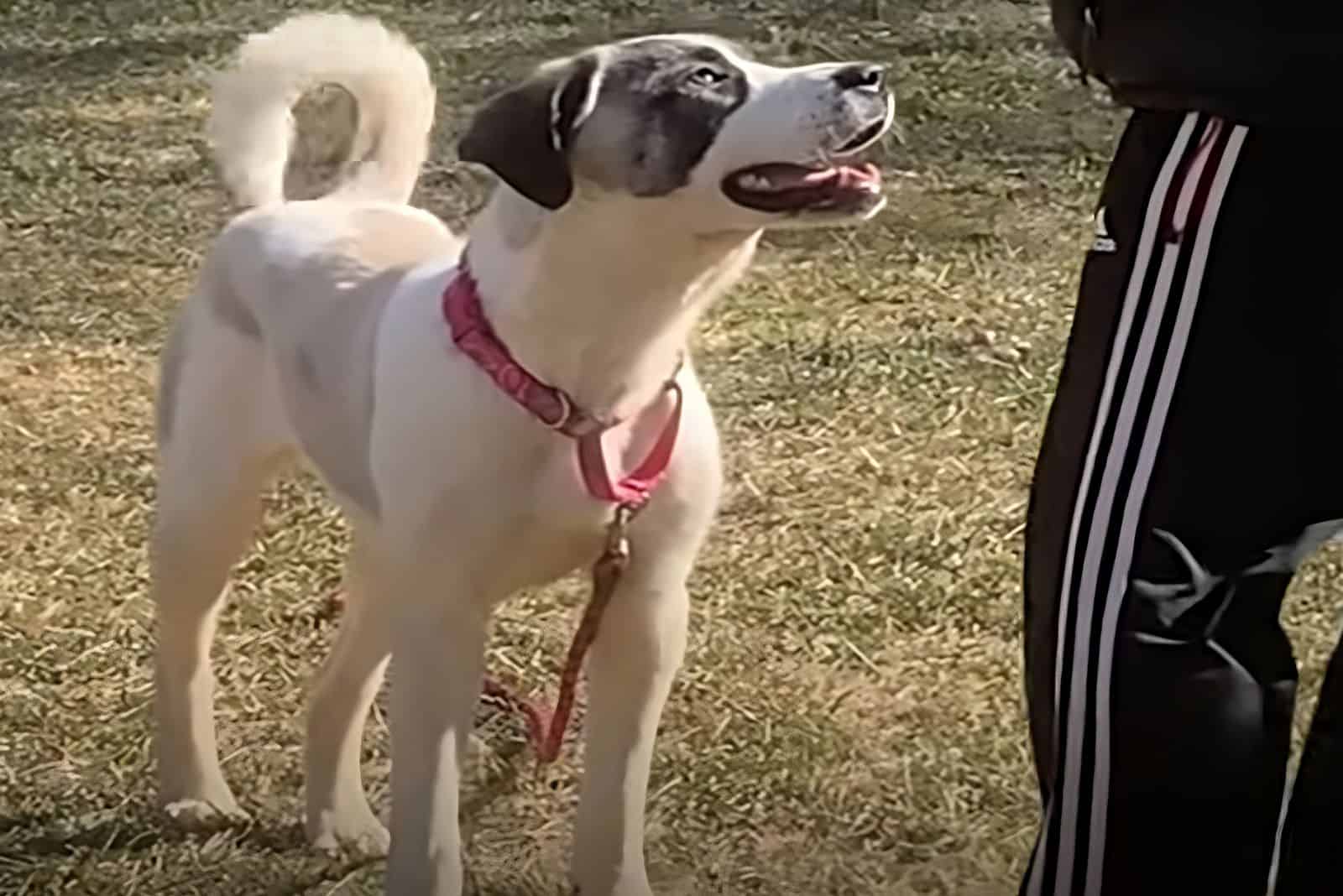 happy dog in the park with his owner