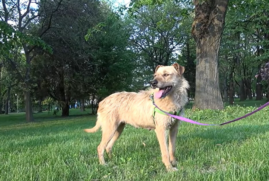 happy dog in the park