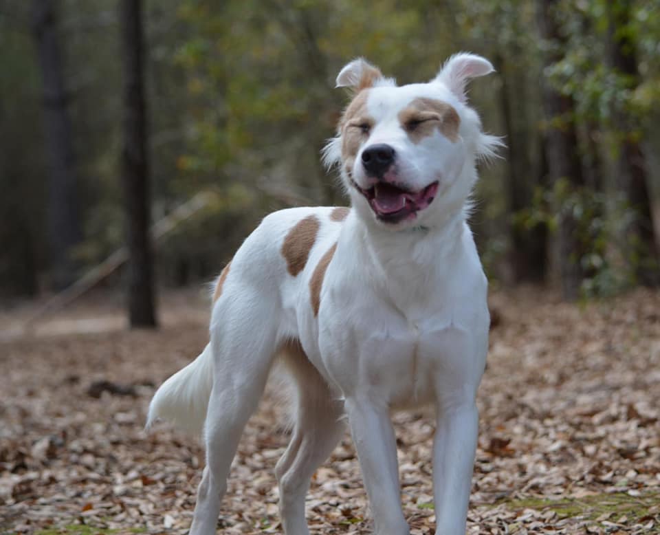 happy dog in the woods