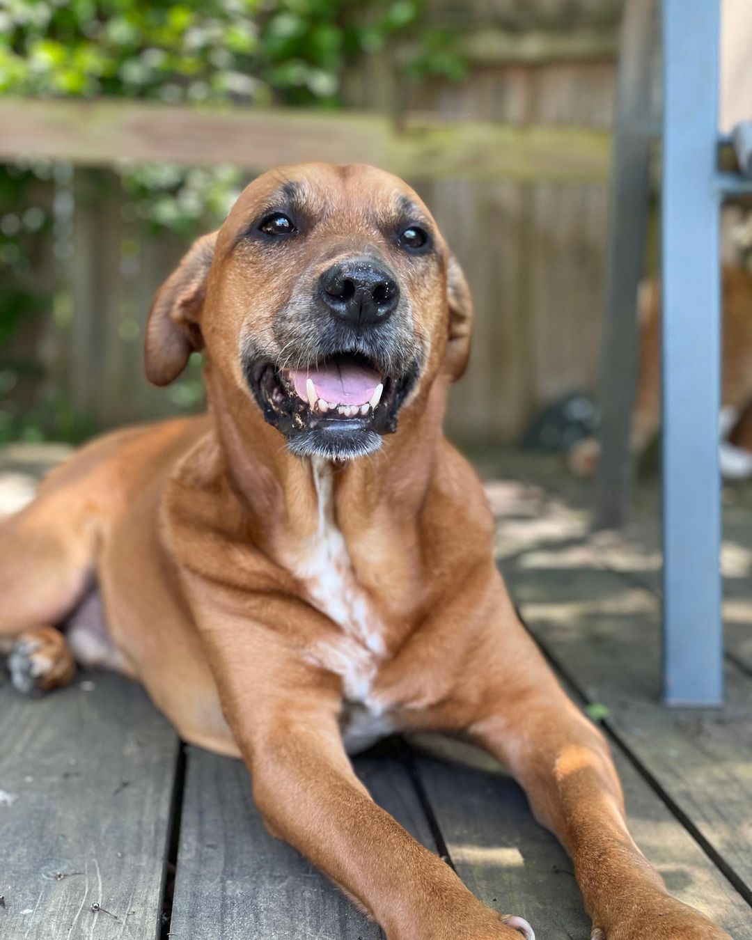 happy dog laying down on terrace