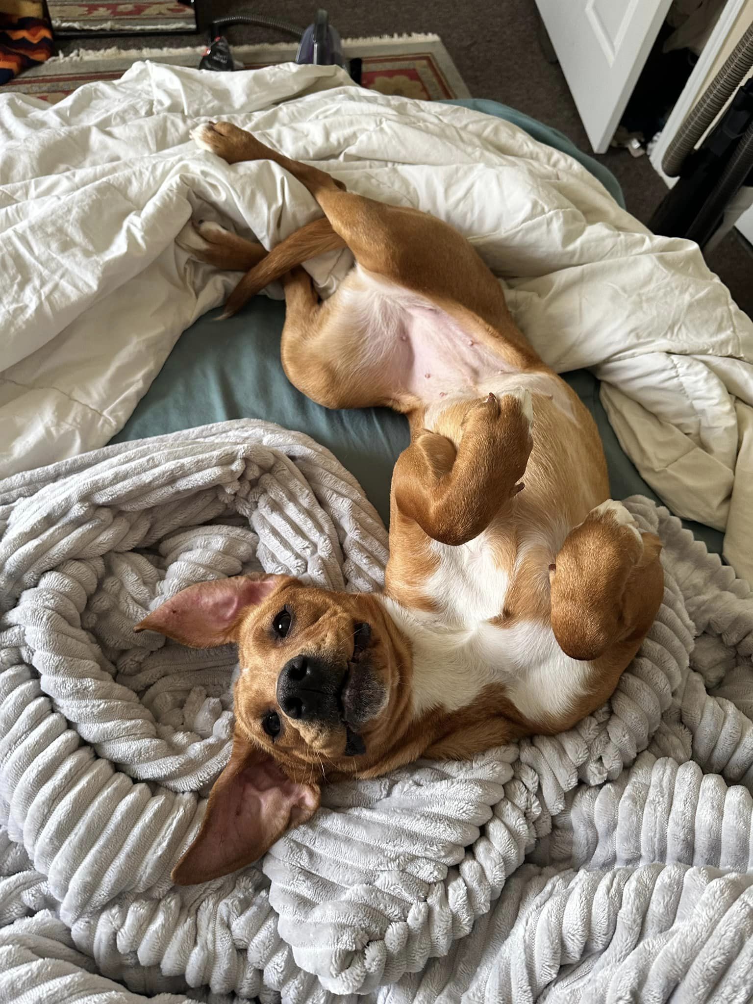 happy dog laying on a blanket