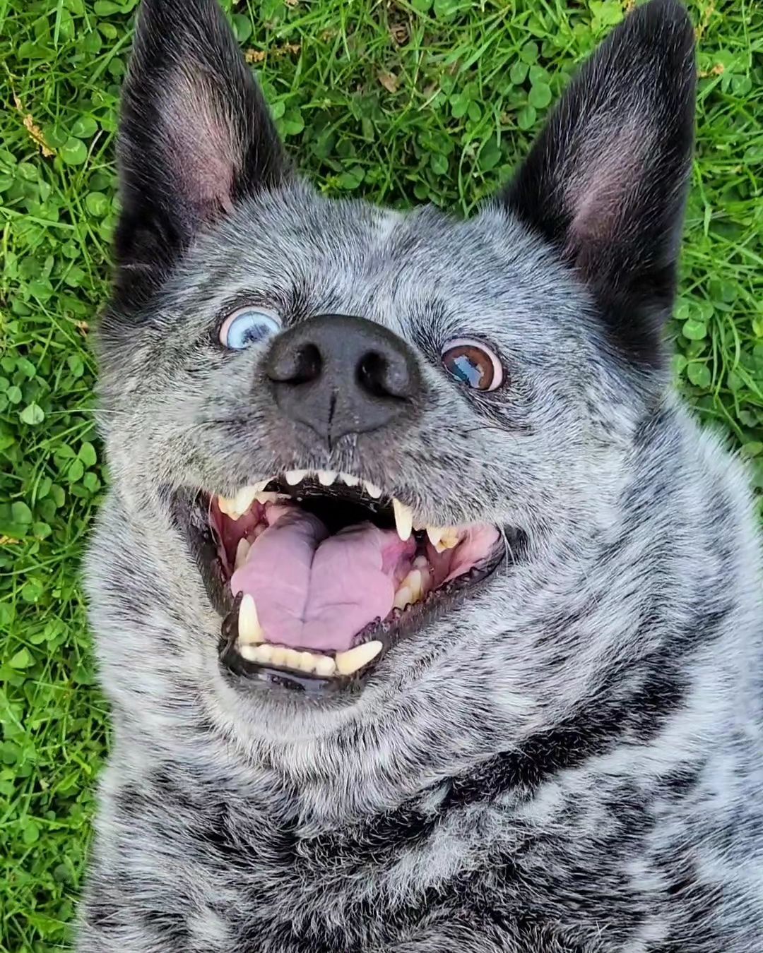 happy dog laying on a grass