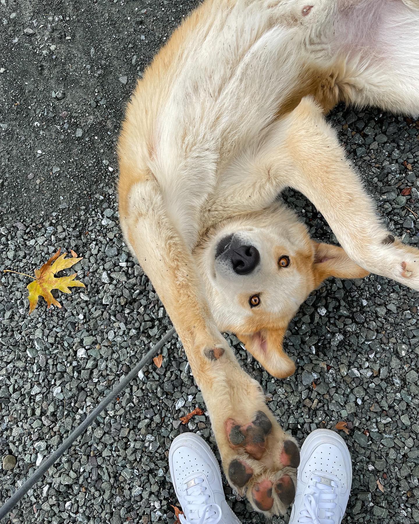 dog laying on his back on the floor with his front legs stretched out, looking at the camera